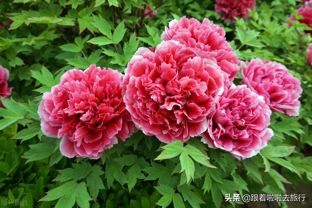 国色天香洛阳牡丹基地,牡丹国色天香品种介绍