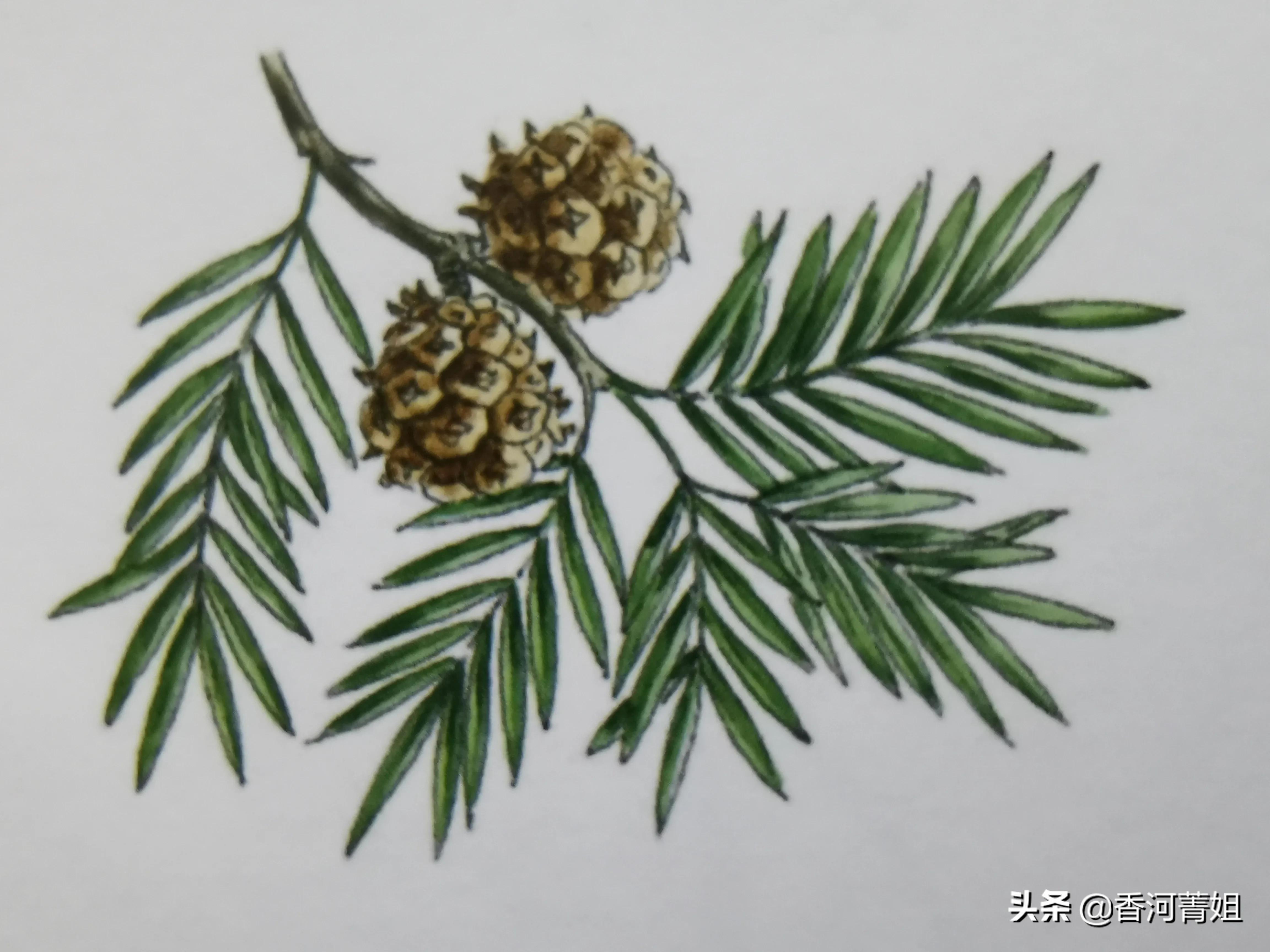 落羽松,落羽杉木材加工厂