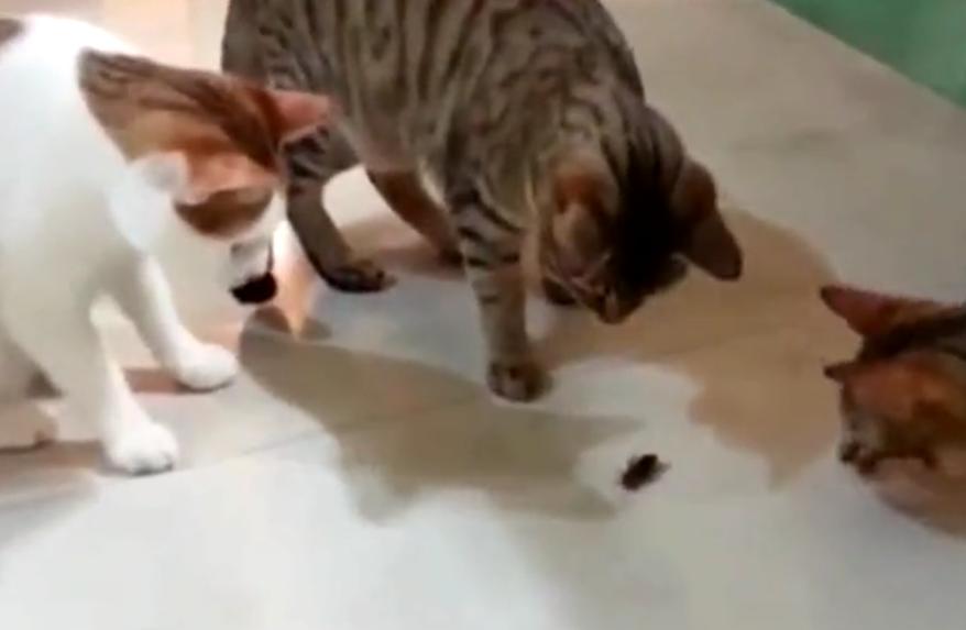 家里有蟑螂猫吃蟑螂吗,家里有蟑螂不能用蟑螂药吗