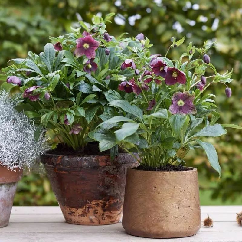 冬天一定要养的十种花,冬天养花养哪些植物好看