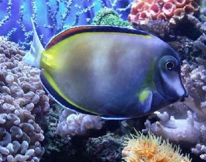 十大最好看的观赏鱼图片大全,十种最漂亮的观赏鱼图片