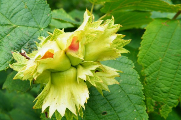 榛子是个什么干果,十大坚果榛子