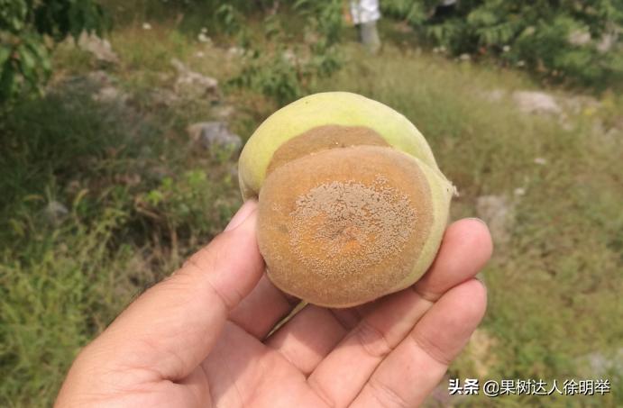 桃子褐腐病和炭疽病的区别,怎样防桃子褐腐病