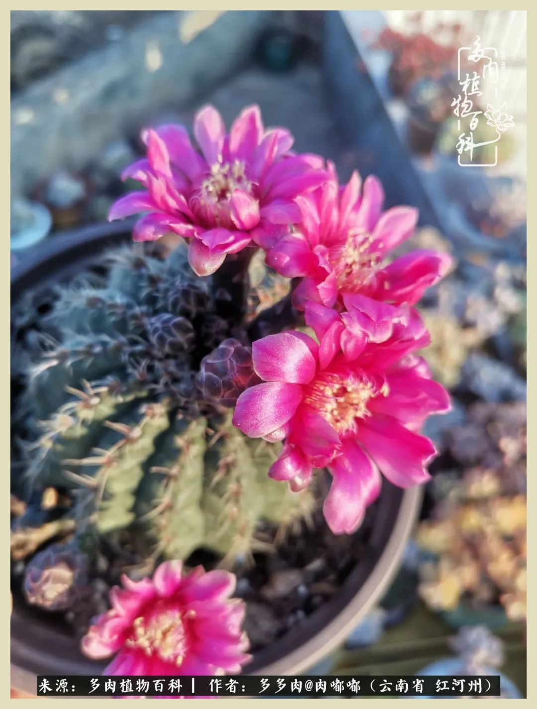 这个春天我们一起去赏花,这个季节我们一起去看花