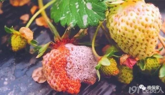 草莓常见病虫害图谱,草莓病虫害图片大全集