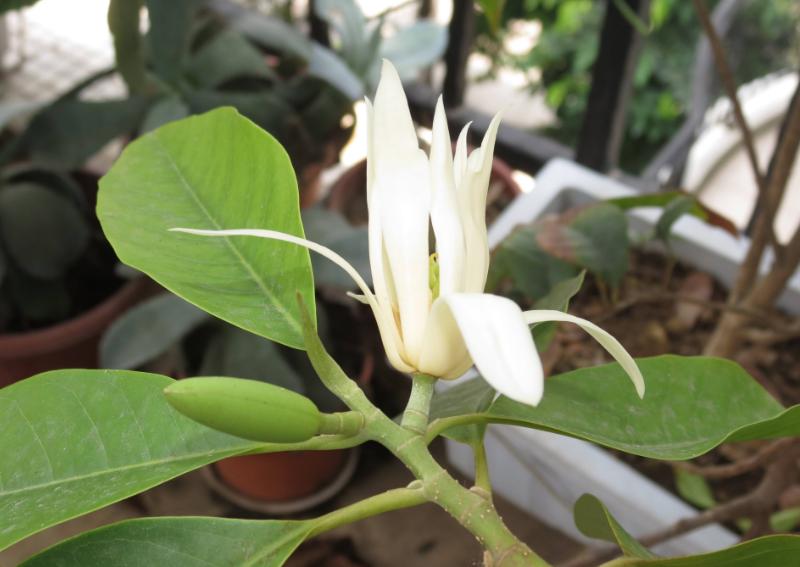 香味跟栀子花一样的花,栀子花与玉兰花哪个更香一些