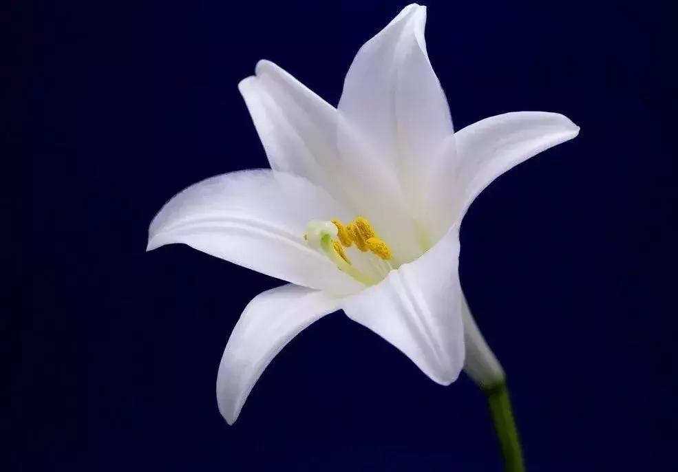 薄荷盆栽放在卧室对身体有害吗,卧室盆栽植物种什么好