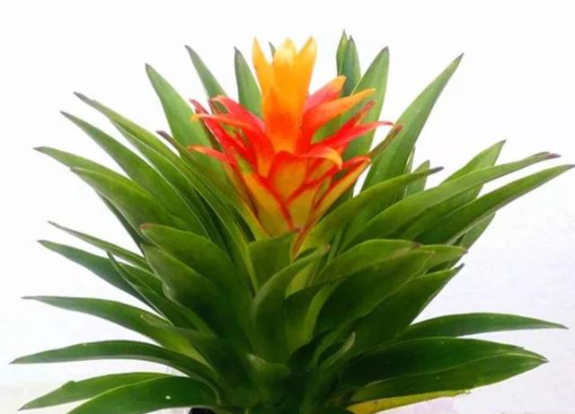 姜荷花需要多深的盆栽种,姜荷花的习性和养护