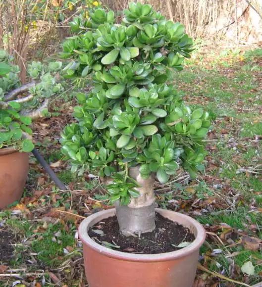 剪个花枝就能开花的植物,枝条就能存活的盆栽植物