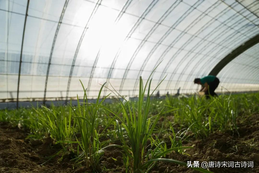 腊醅半瓮邀人酌,春韭满园随意剪腊醅半瓮邀人酌