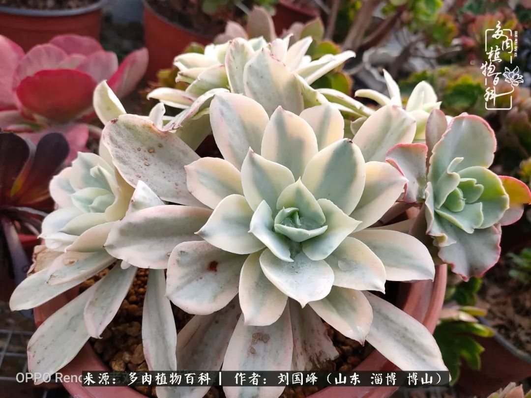 冬季室温20度以上多肉怎么养,贵的不一定就是好的便宜的