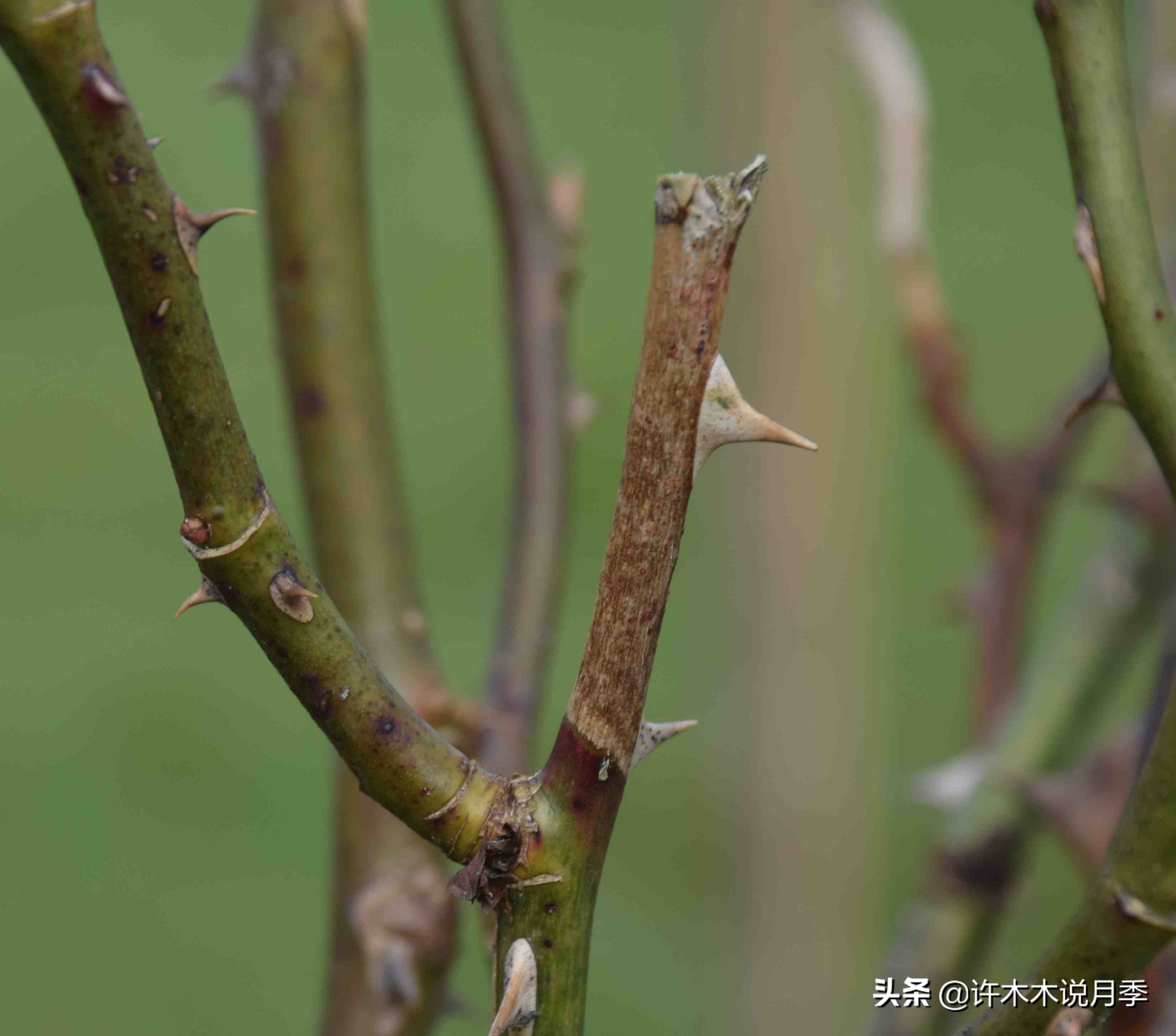 月季修剪后黑杆怎么处理,月季黑杆最好的治疗方法