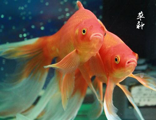 金鱼有哪几个品种,金鱼分哪些品种都长什么样