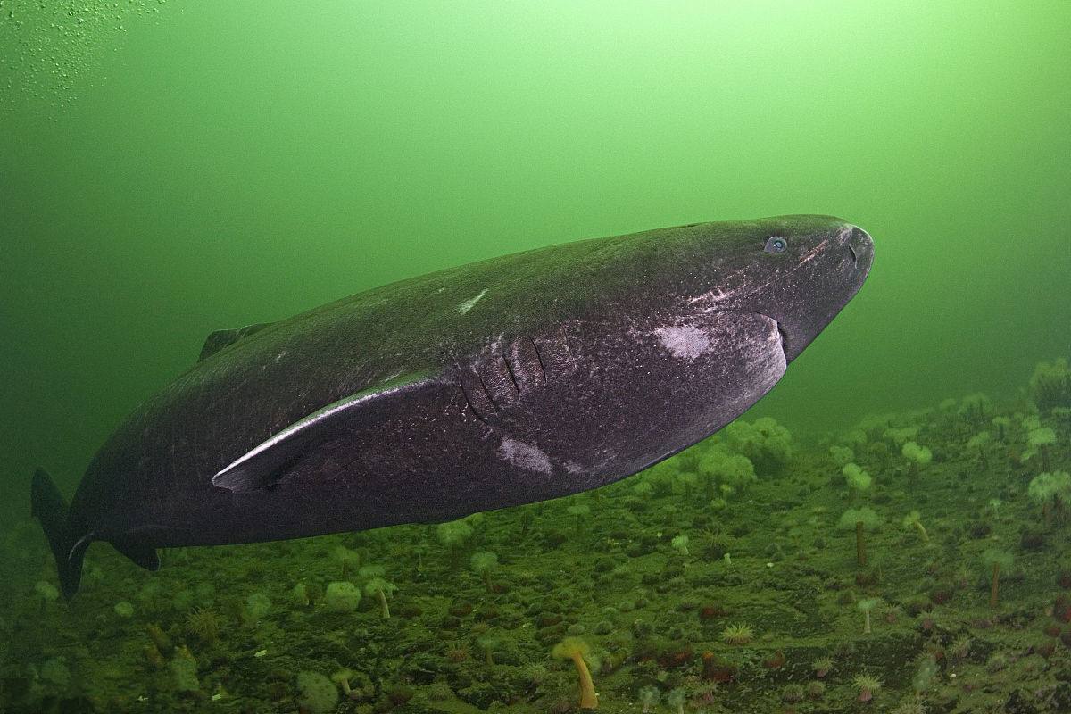 世界上速度最慢的动物是什么,全世界移动最慢的动物