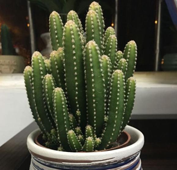 多肉万重山变软发黄补救方法,多肉万重山开花怎么办