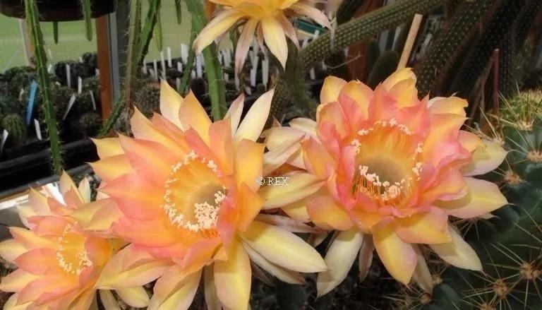 100种仙人球花图片,100种仙人球的品种视频