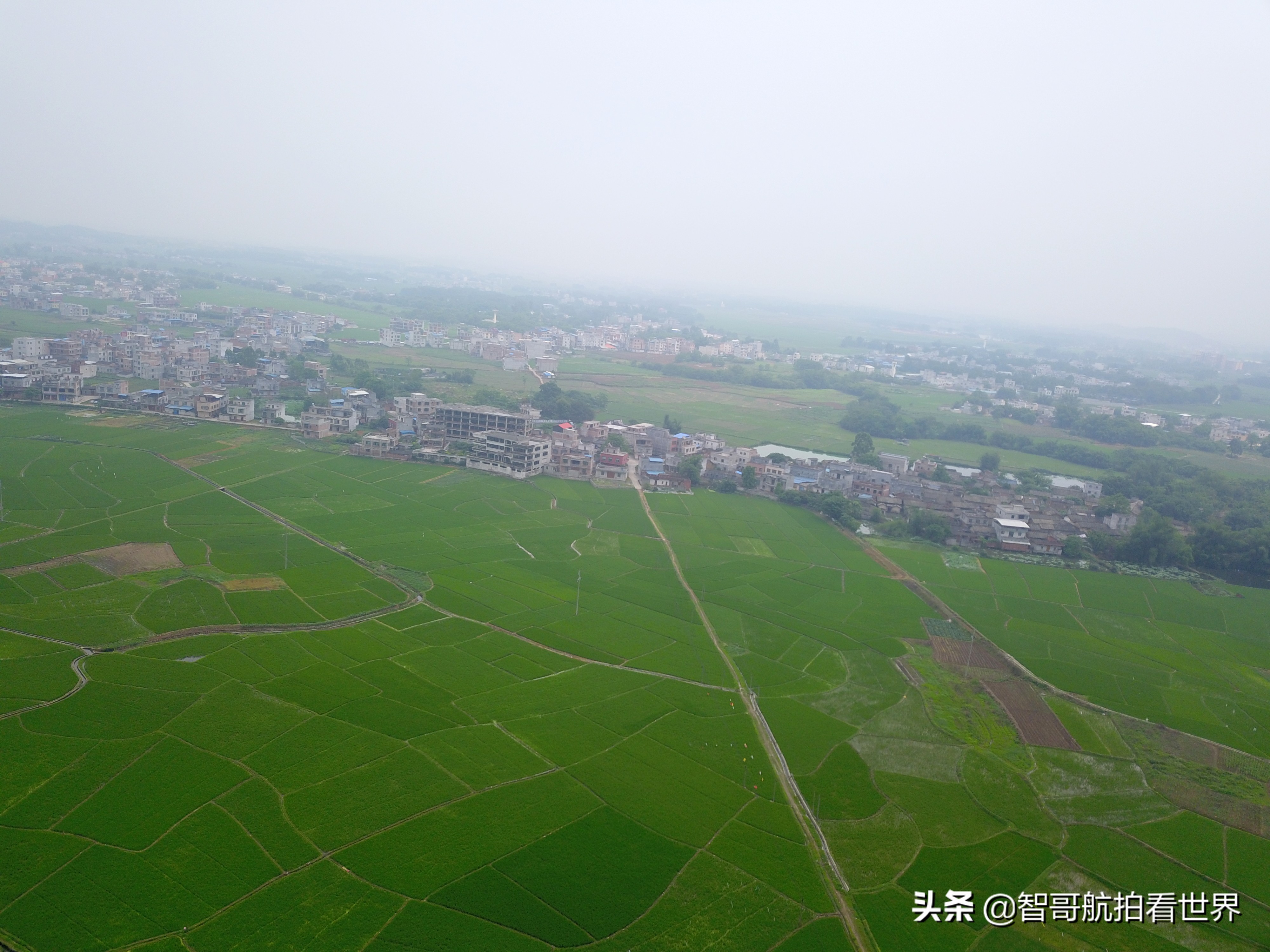 广西宾阳炮龙乡视频,宾阳炮龙之乡新闻