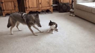 世界名猫品种大全及图片,玳瑁滚地锦能生出什么猫