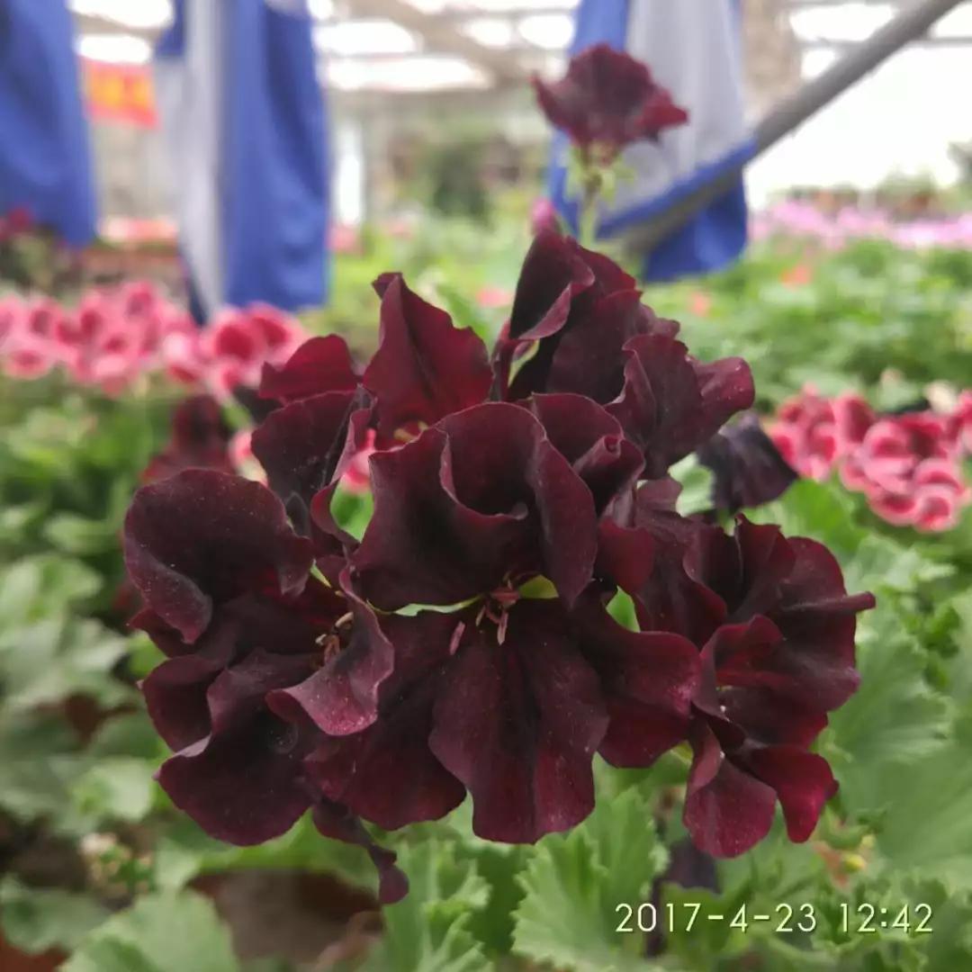 10种天竺葵,天竺葵100种图片大全