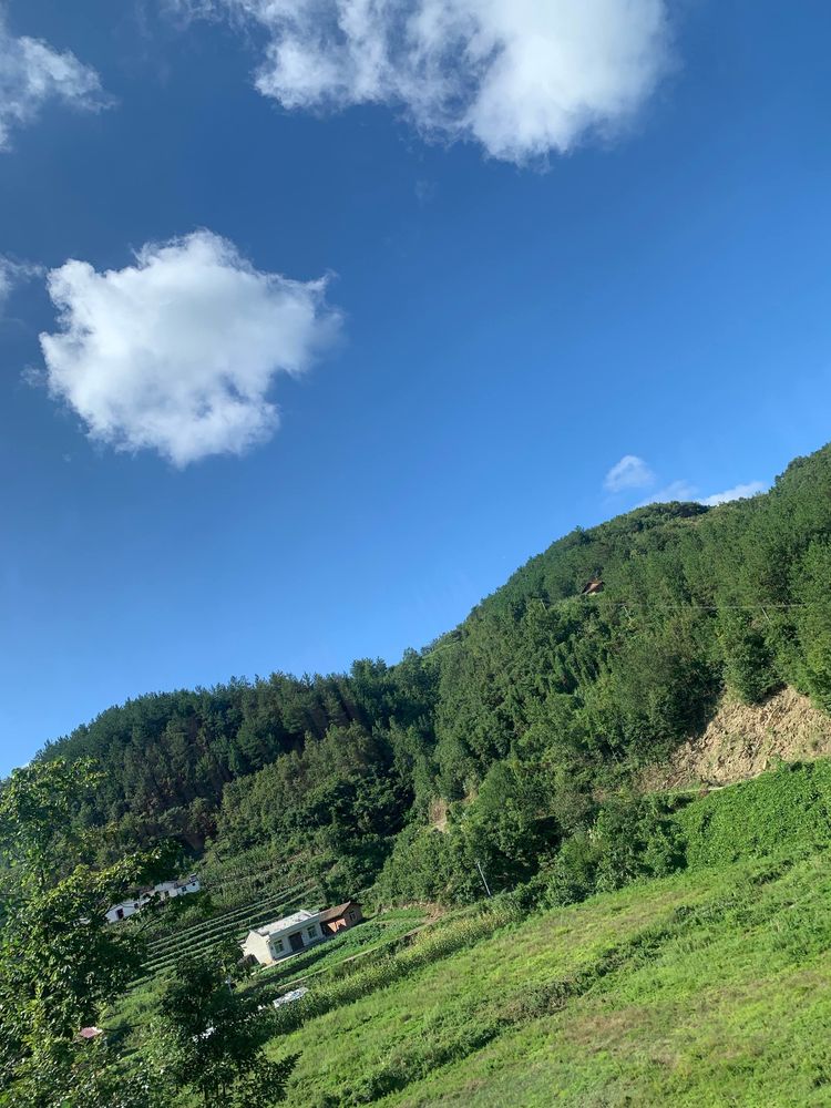 秦岭里飞出的“土蜂蜜”-------陕西省龙草坪林业局发展中蜂见闻