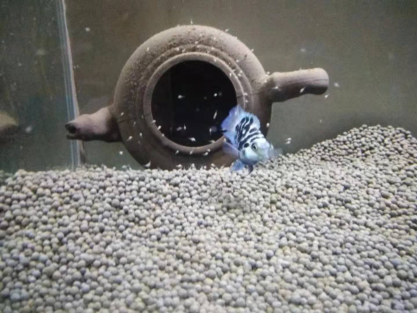 繁殖爆缸的小型观赏鱼,观赏鱼的饲养方法和管理技巧