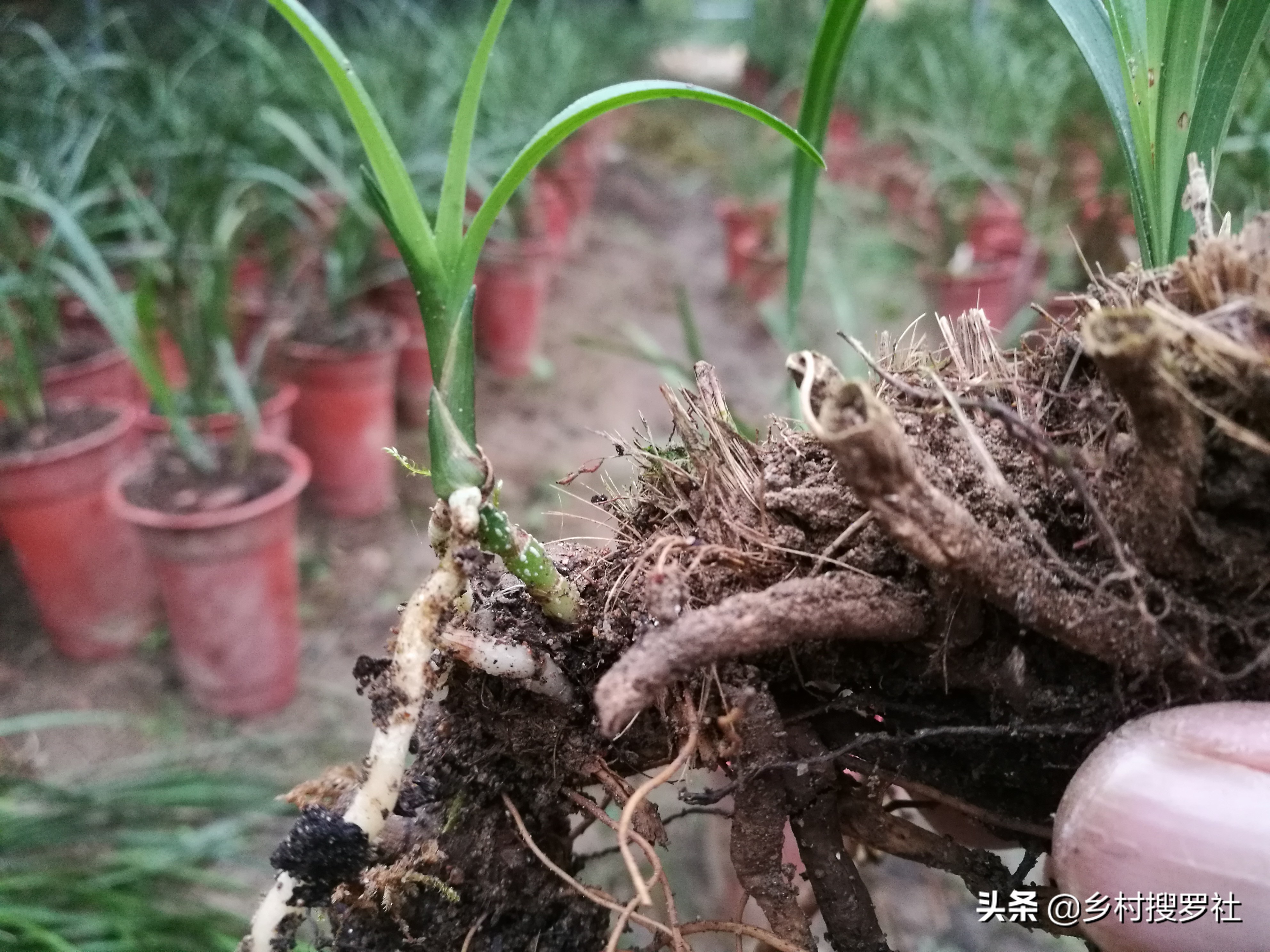 极品兰花如何养成老桩图片,兰花老桩根怎么养活的