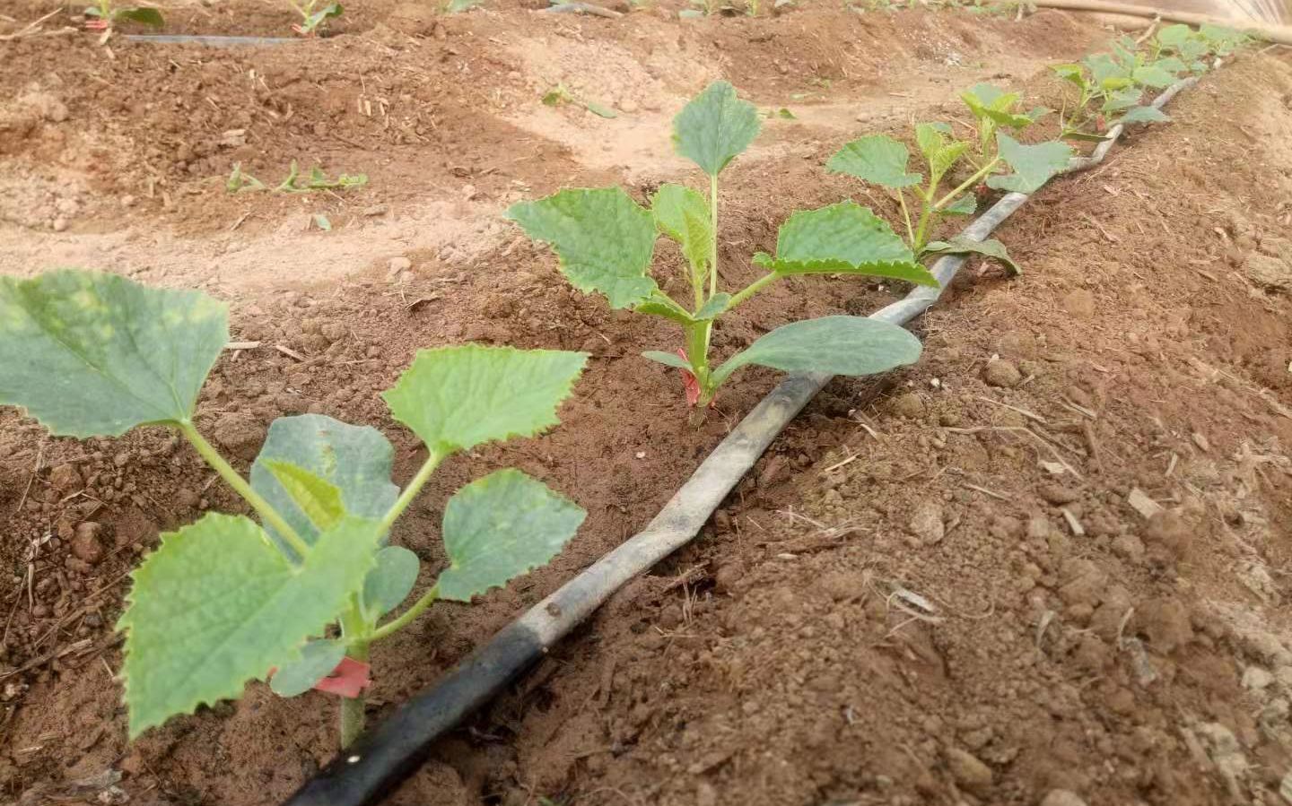 甜瓜定植后蔓枯病症状,甜瓜根腐病防治方法