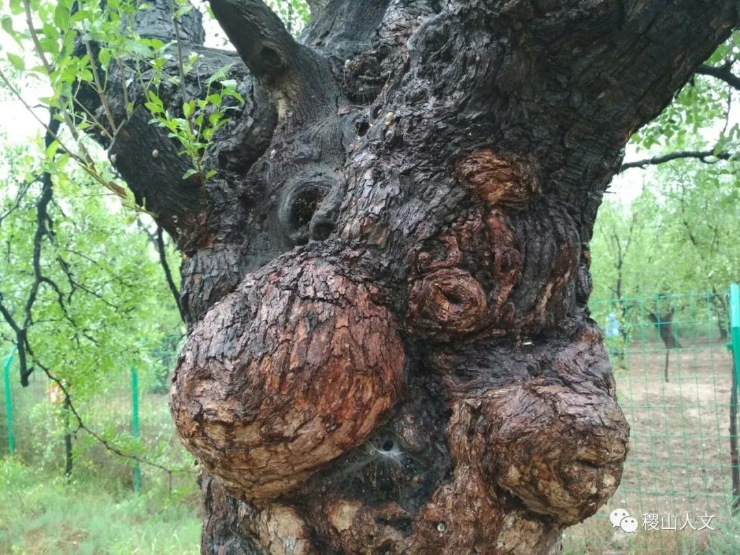 我骄傲我是介休人朗诵,我骄傲我是山西泽州人