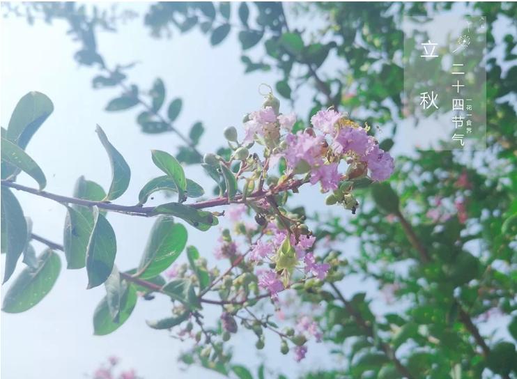 二十四节气之立秋手抄报,二十四节气之立秋茅台