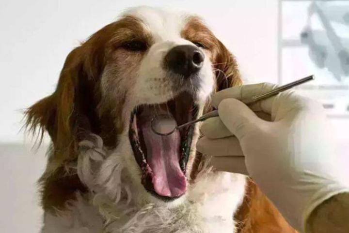 狗吐黄色粘液怎么办,狗嘴流粘液用什么药