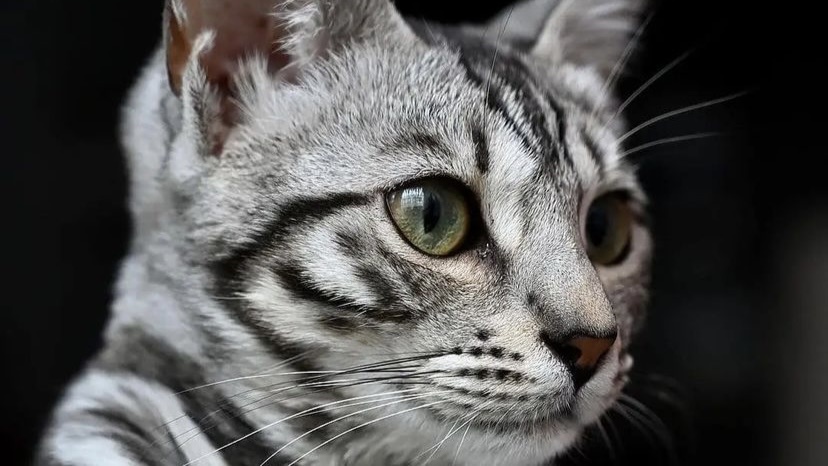 猫咪耳朵内壁发红结痂,猫咪耳朵内侧皮肤发红