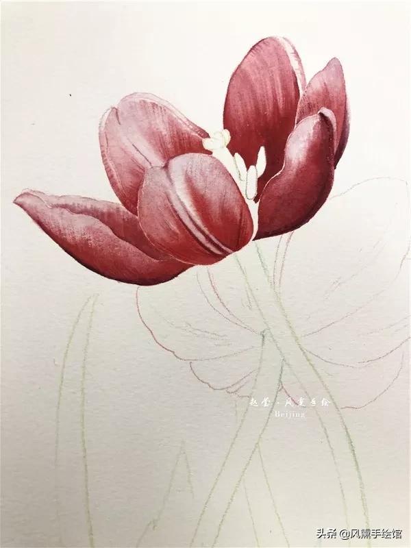 怎么用水彩笔画郁金香教程,粉色水彩郁金香怎么画图片