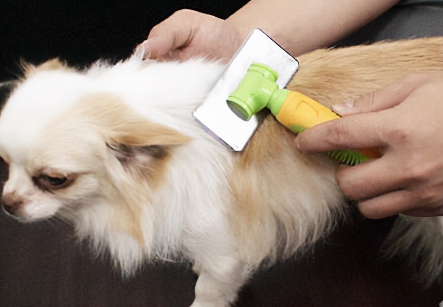 8岁狗狗毛发干燥无光泽,狗狗毛发干枯毛躁是什么原因