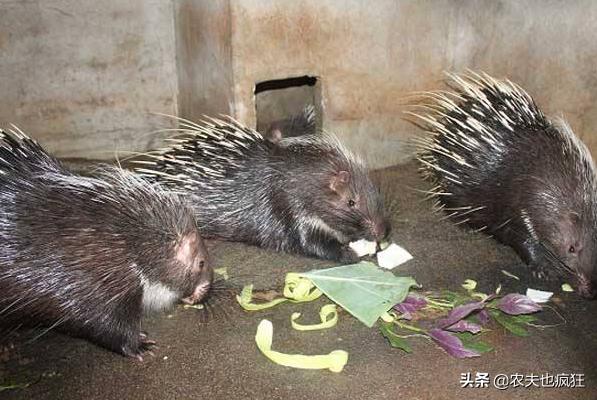 养殖成本才50元6个月即可出栏,养殖一万只鸡每年成本多少