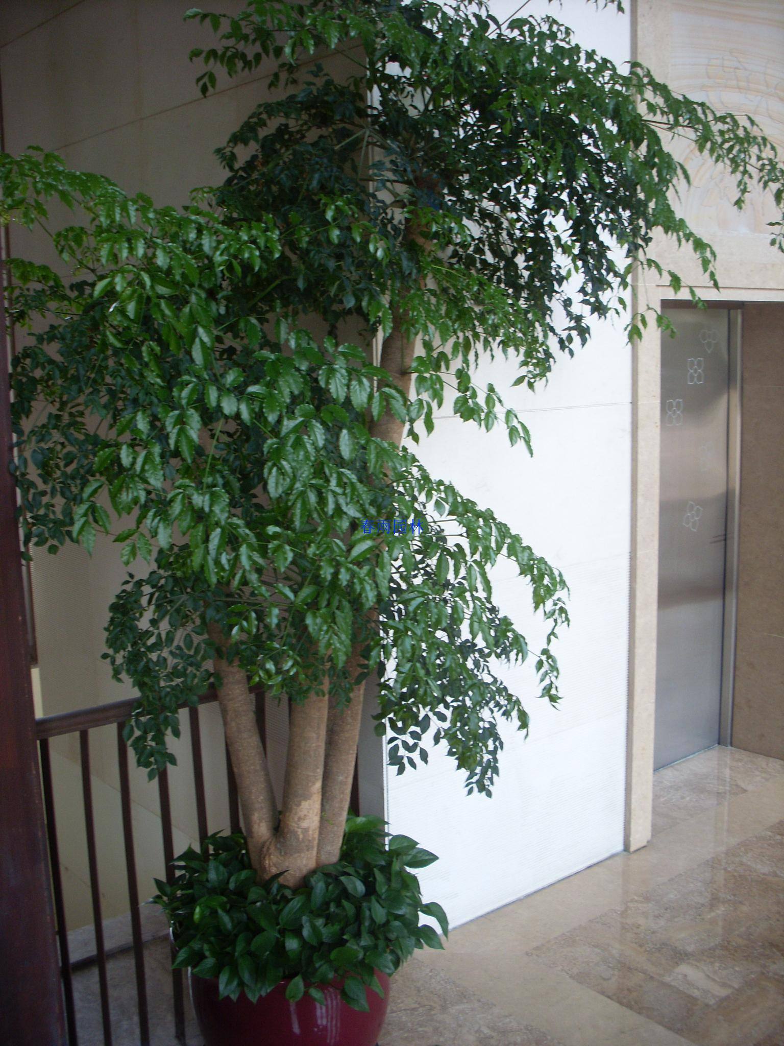 客厅最旺三种树好养,客厅最容易养的树