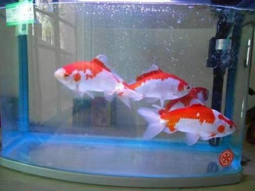 最容易养的中型观赏鱼冷水鱼,最适合家庭饲养的冷水鱼