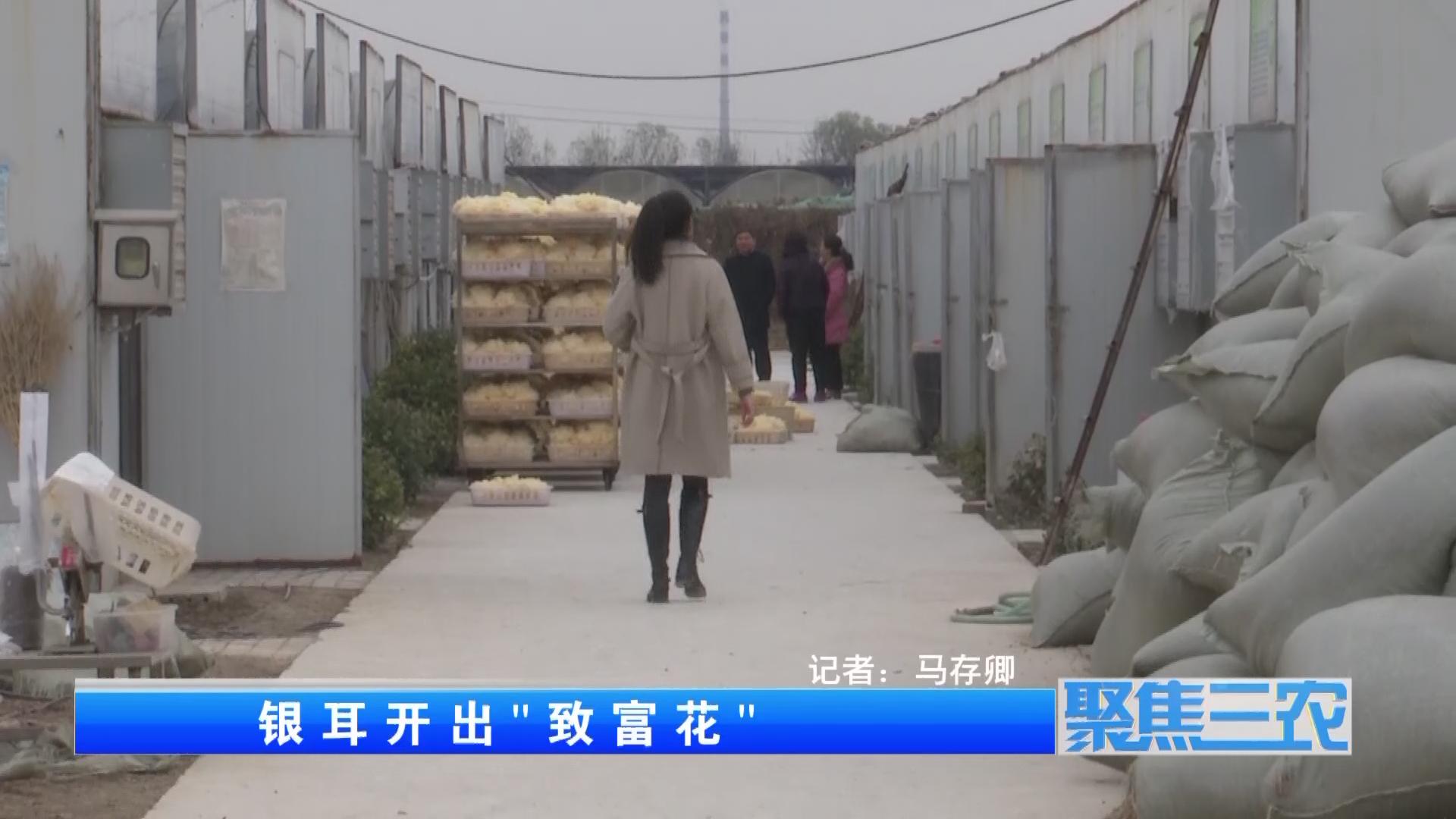 聚焦三农种植蔬菜致富,福建古田银耳栽培致富事例