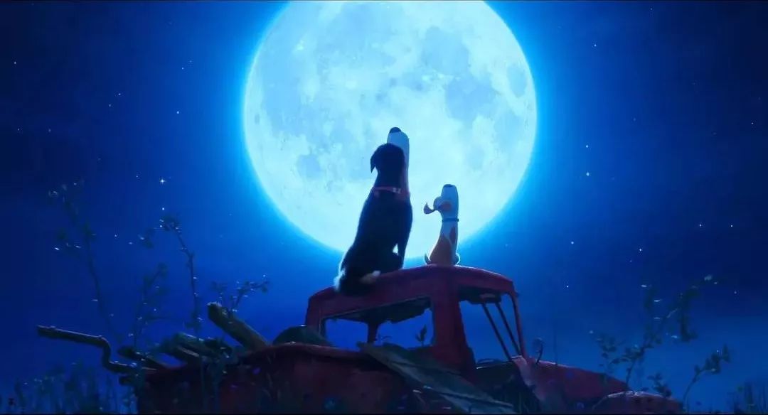 「内有赠票」被小动物萌翻,《爱宠大机密2》赶紧带上孩子去看吧