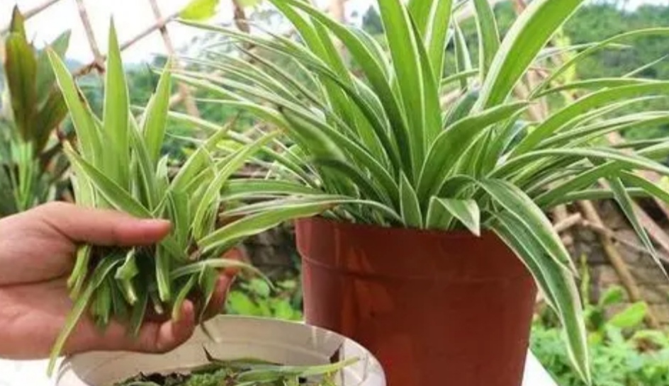 吊兰叶子发黄怎么补救最快,吊兰叶子发黄怎么办如何处理