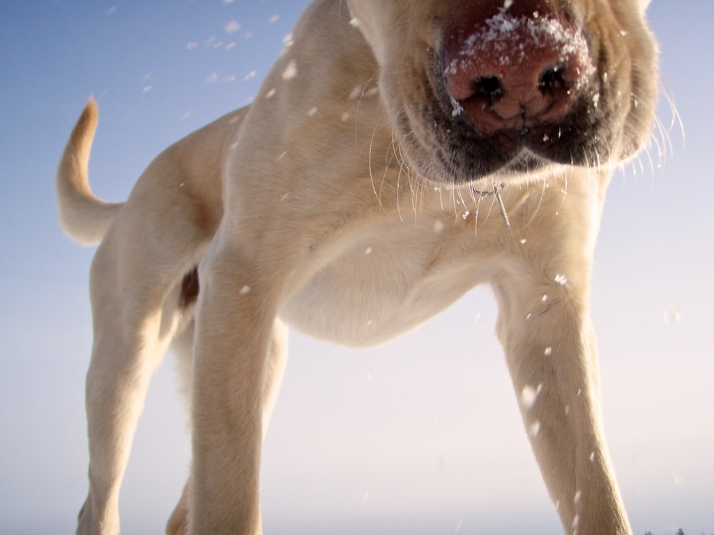 狗狗胡须能拔吗,狗狗的胡须被拔掉了还能长吗