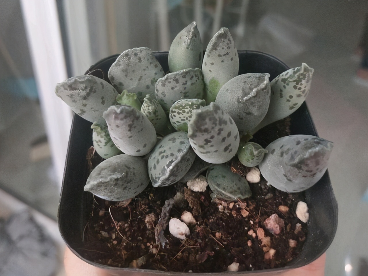 全部水泡类多肉叶片,叶子白底蓝心的多肉