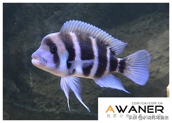 慈鲷鱼分类,慈鲷科鱼都是包括哪几种