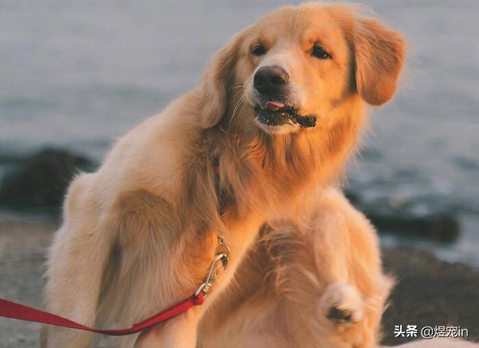 被金毛吓晕了,看到狗狗被虐待内心很痛苦