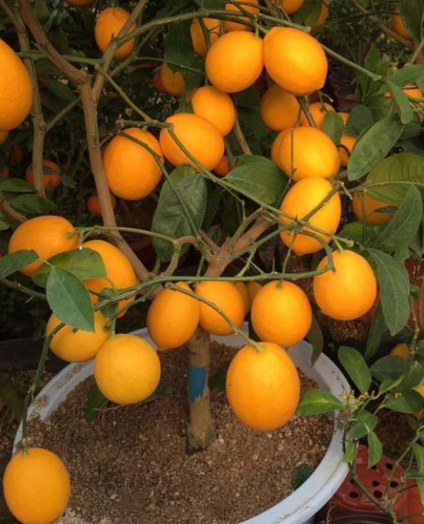 柠檬盆栽结果后怎么养护,柠檬盆栽结果了怎么养护呢