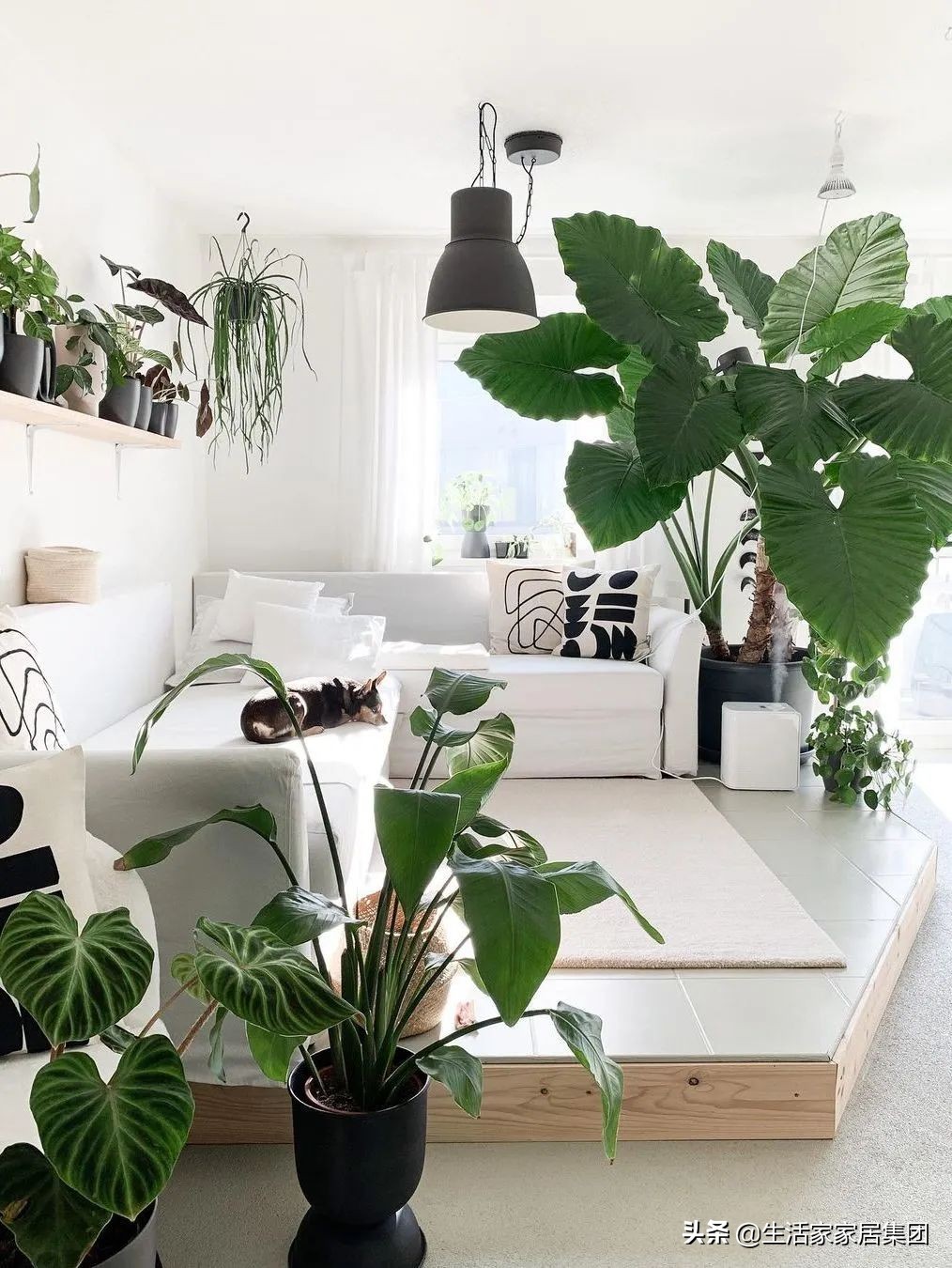 装修极简主义的室内植物搭配,家居植物现代风推荐