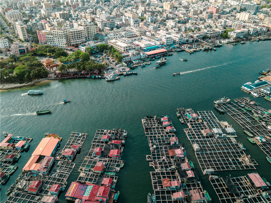 海南必玩猴岛与呆呆丨看萌呆猕猴,呆呆岛发呆