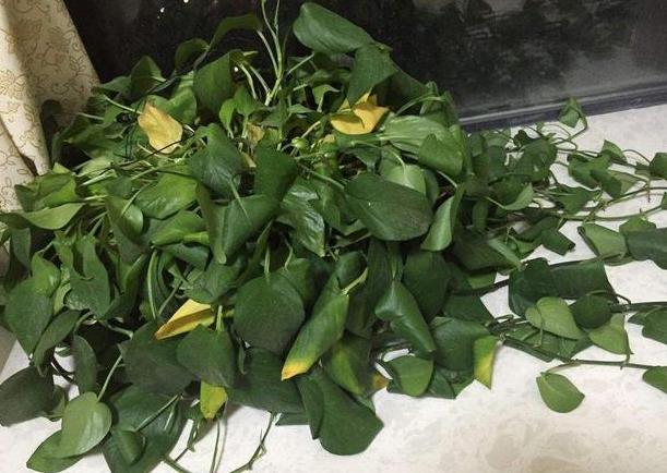 绿萝叶子发黄用营养液还是肥料好,绿萝用了肥料叶子发黄怎么办