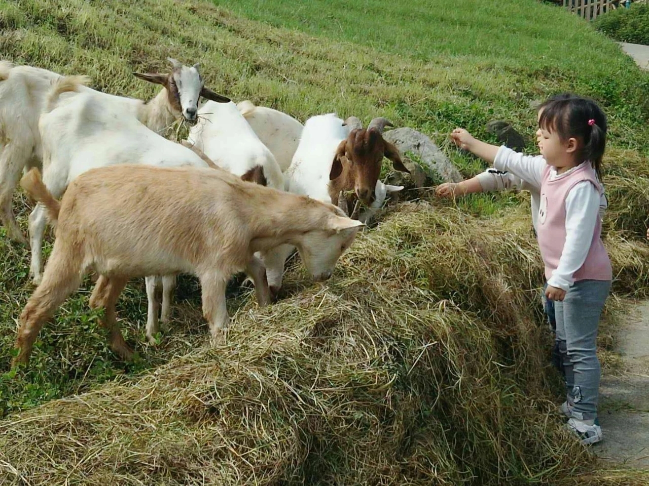成都农庄度假屋推荐,半山农庄在哪个地方