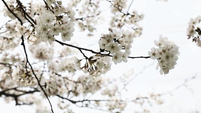 上海最大的绿地在哪里,上海人家万科广场