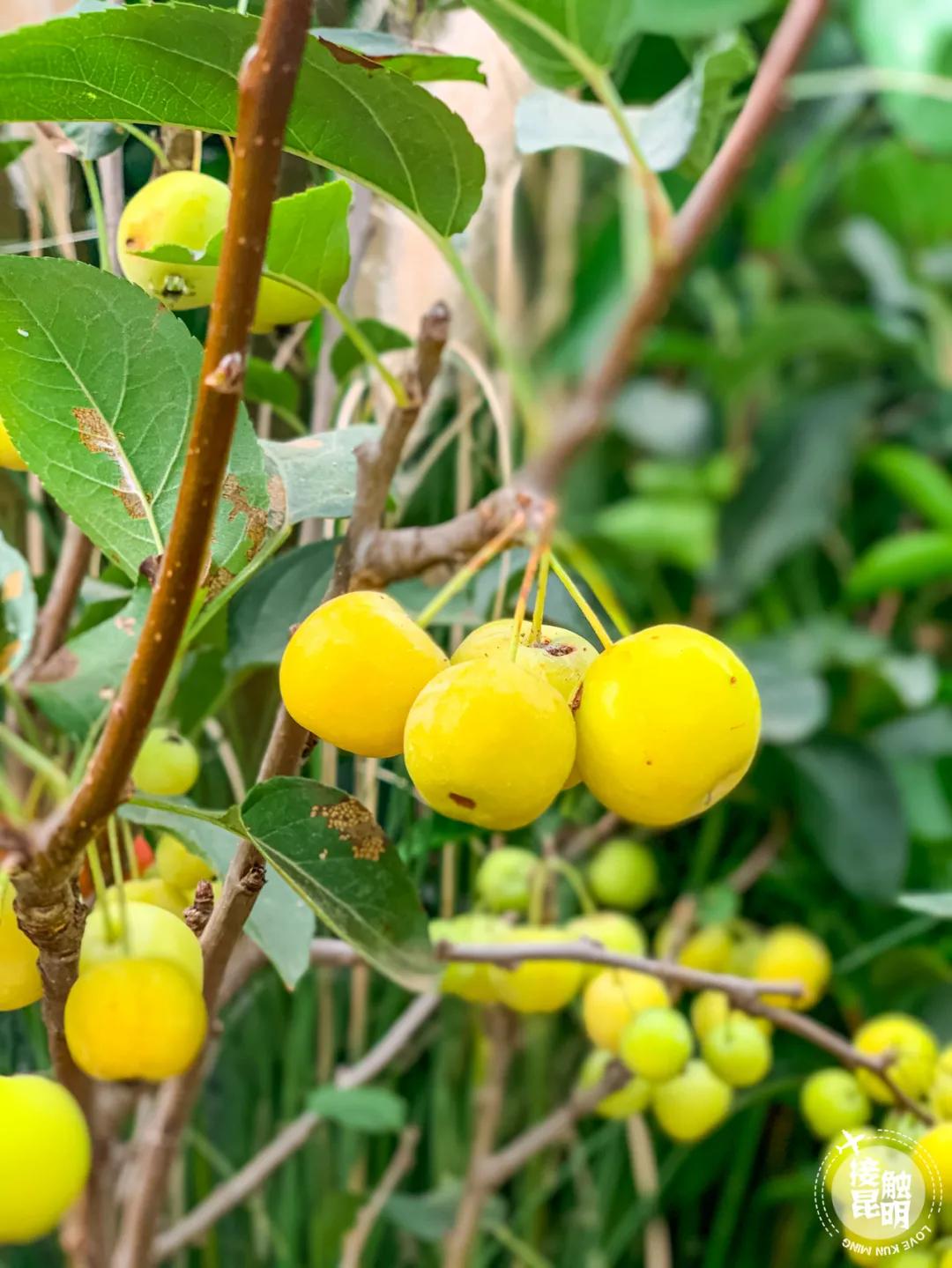 昆明鲜花进货渠道,昆明尚义花市